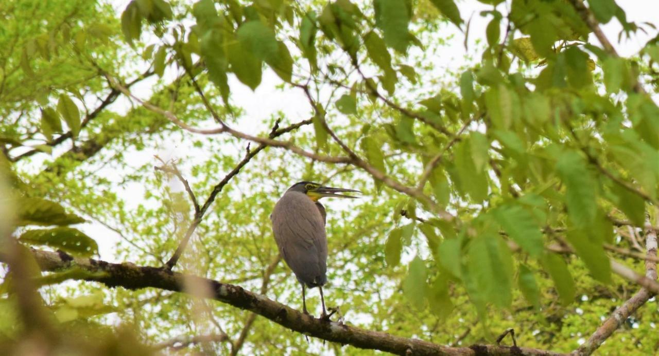 Hotel Rio Celeste Finca L' Etoile Celeste El Achiote Екстер'єр фото