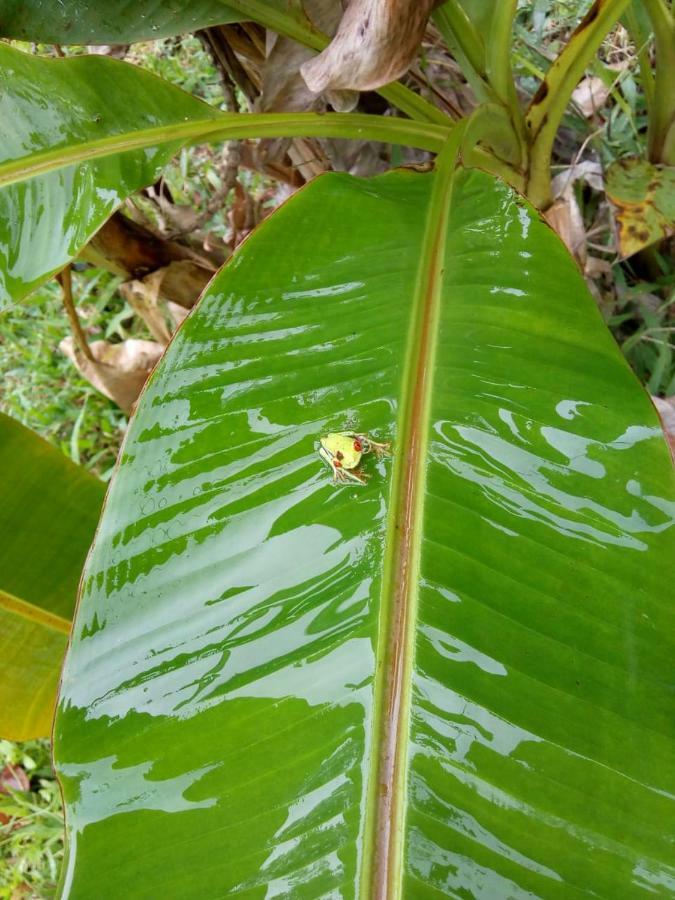 Hotel Rio Celeste Finca L' Etoile Celeste El Achiote Екстер'єр фото