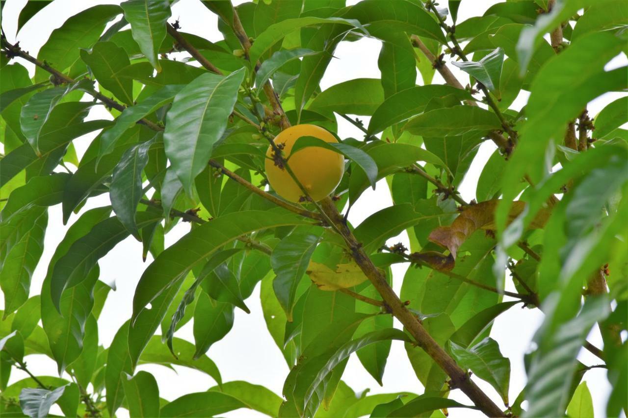 Hotel Rio Celeste Finca L' Etoile Celeste El Achiote Екстер'єр фото